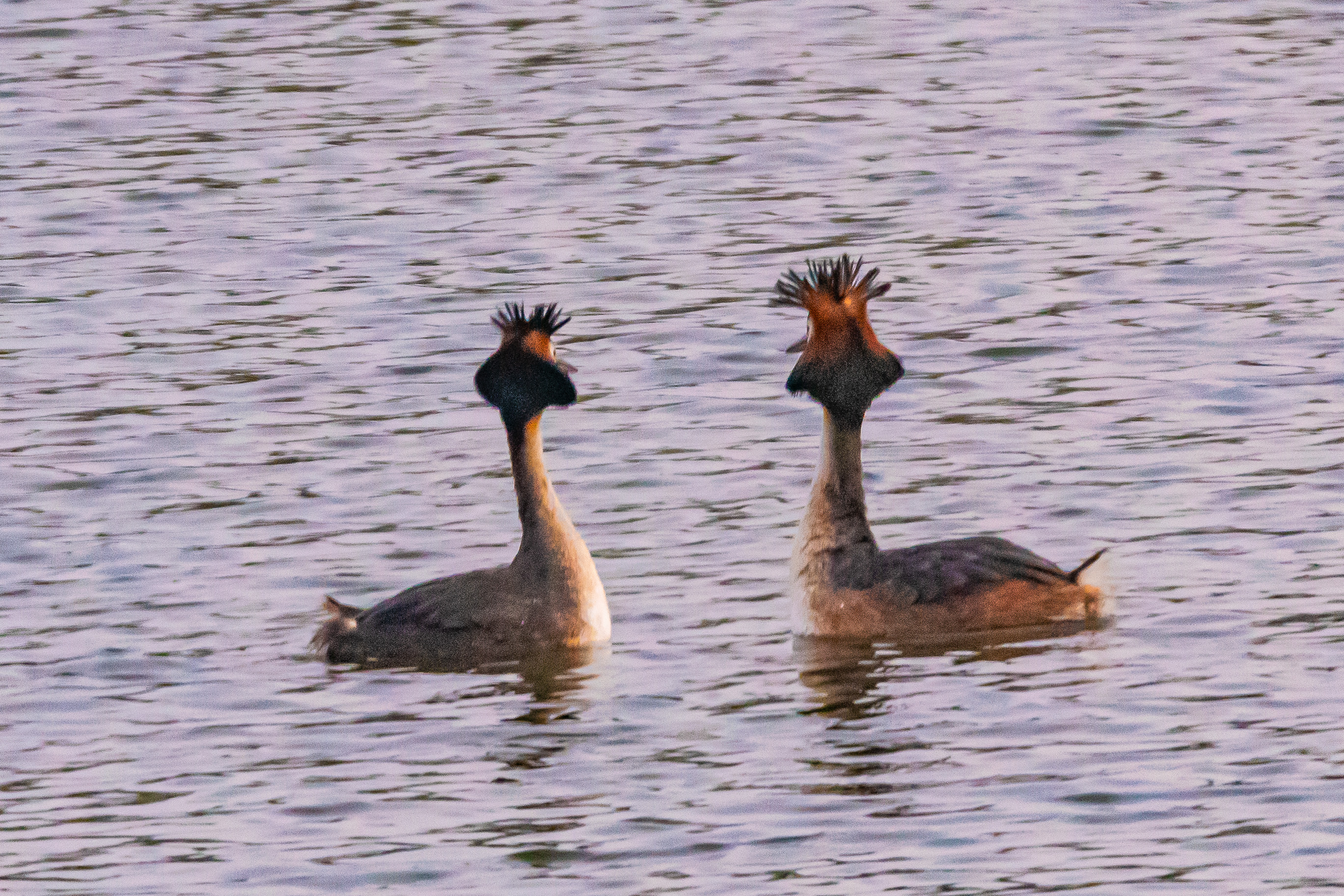 Grèbes huppés, Great crested grebe, parade nuptiale 3.